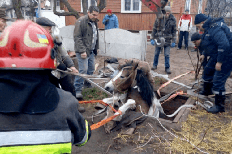 Рятувальники дивом дістали коня із глибокої ями