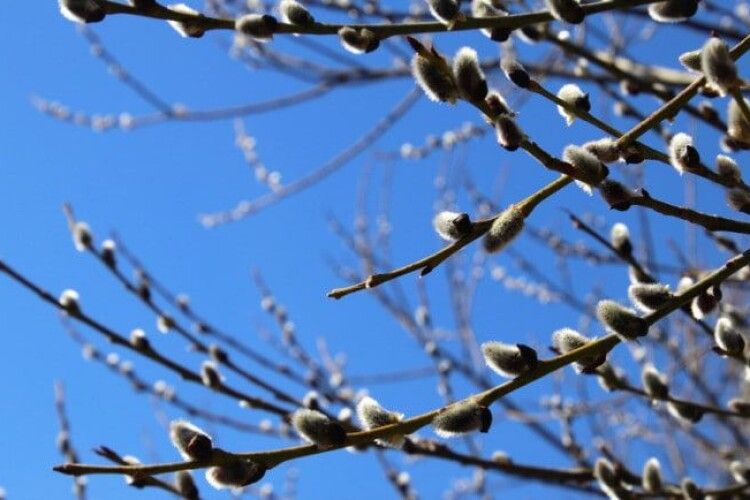 Якою буде погода на Волині