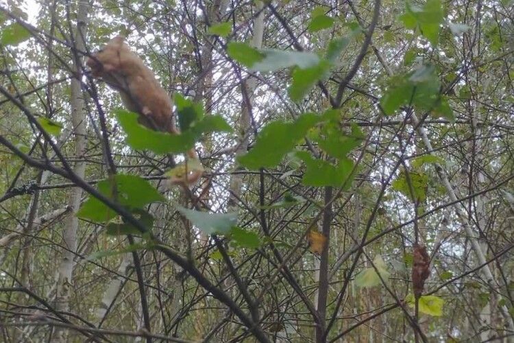 У нацпарку на Поліссі помітили ліскульку