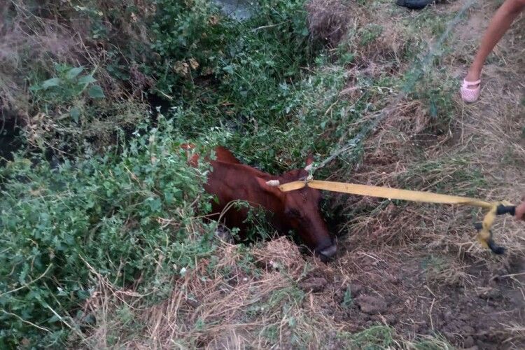 Бійцям ДСНС довелося рятувати корову, яка гепнулася в каналізаційний люк