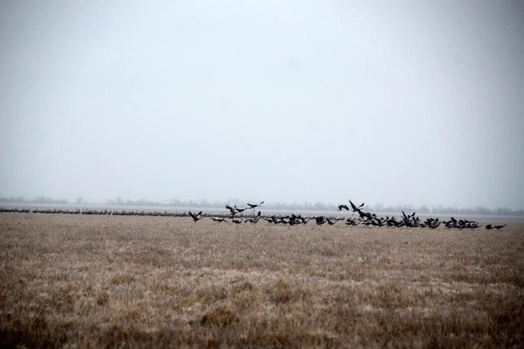 У заповіднику «Асканія-Нова» через морози «застрягли» 14 тисяч сірих журавлів