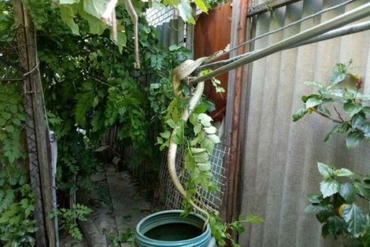 У двір заповзла півтораметрова змія (відео)