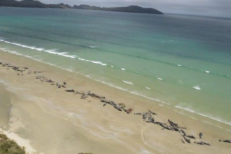 У Новій Зеландії викинулися на берег 145 дельфінів