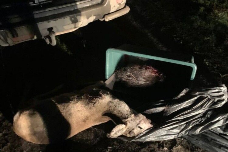 На Волині браконьєри застрелили косулю та бобра