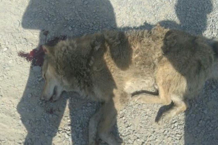 Переїхали машиною і пристрелили: на Рівненщині депутат із правоохоронцем жорстоко вбили собаку, думаючи, що це «вовк»