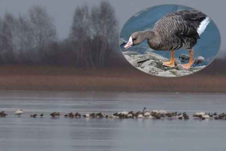 Гуси білолобі на Любешівщині ще не зимували