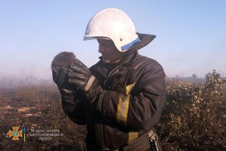 Бійці ДСНС урятували їжачка, якого атакував червоний півень (Фото)