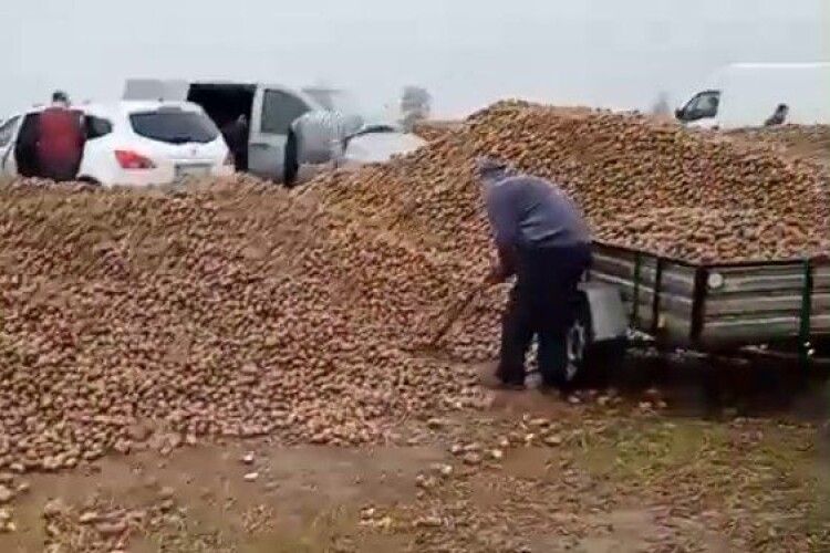 Фальшиве оголошення: з поля фермера зникло 150 тонн картоплі