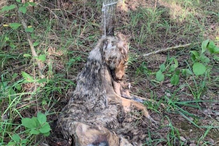 На Рівненщині у лісі знайшли прив'язаного і покинутого на смерть собаку. Убивцю шукають (Фото 18+)
