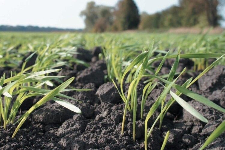 На Волині завершили посів ранніх зернових