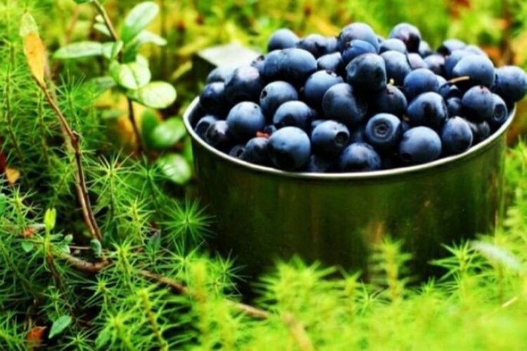 Плюс 2 мільйони гривень: як чорниця поповнює бюджет Волині