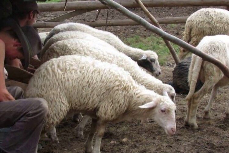 Замість газонокосарок – вівці