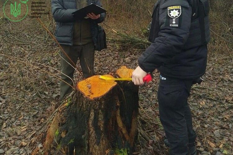 На Волині виявили незаконну вирубку 64 дерев