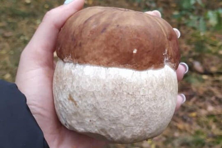 Сарненчанка показала знайдене у лісі грибище-квадратище (Фото)
