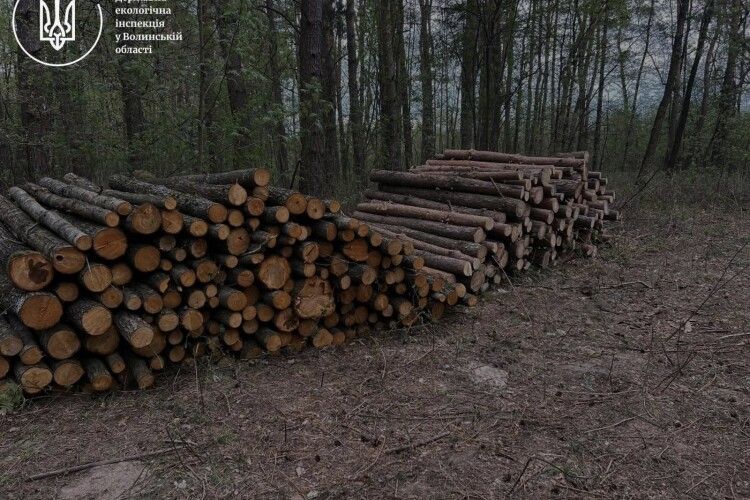 На двох лісових ділянках на Волині виявлено масштабну незаконну порубку дерев
