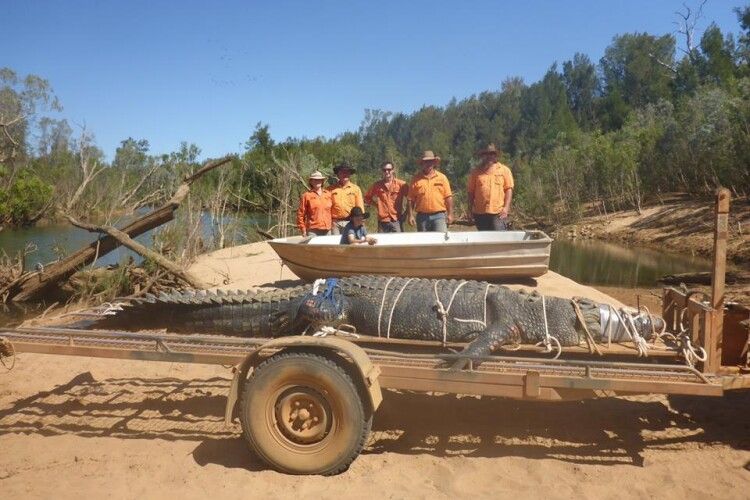 В Австралії упіймали велетенського крокодила