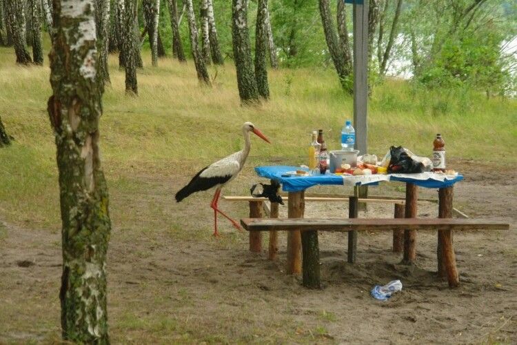 На Волині до відпочивальників підійшов лелека: довелося дати випити і закусити (Фото)