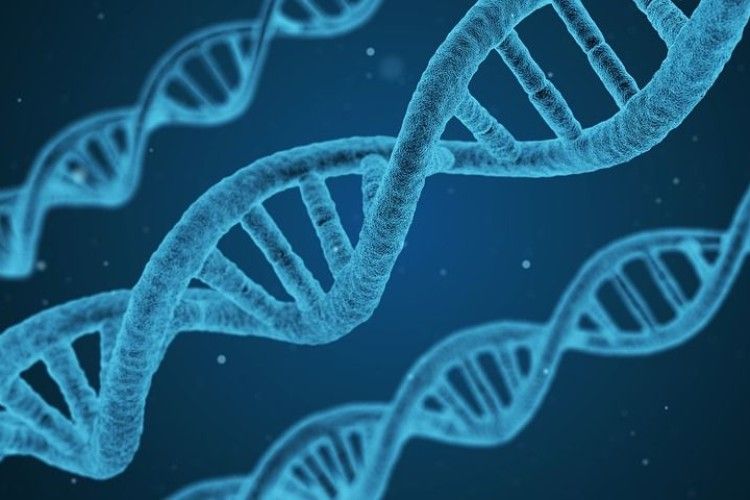 Вчені створили програму, яка підбирає пару за ДНК