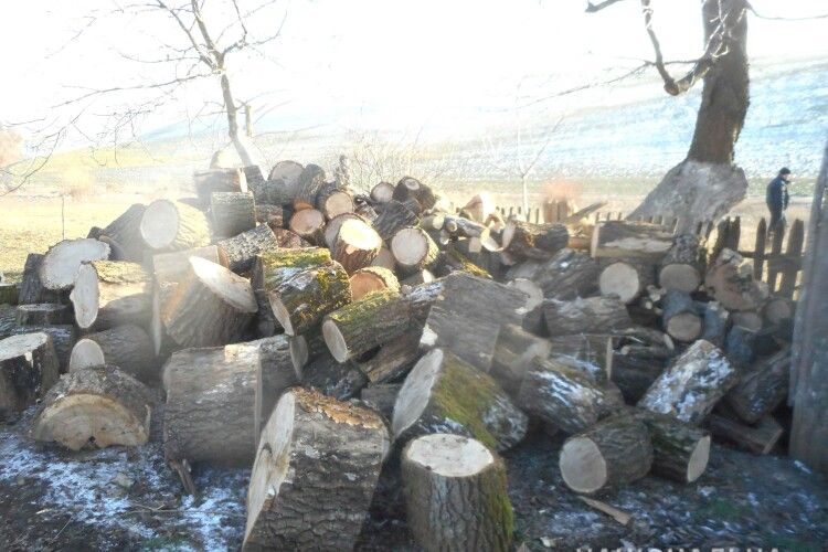 Житель Горохівського району незаконно зрубав 5 дубів на Рівненщині