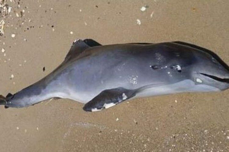 Війна не шкодує нікого: гинуть не тільки люди, а й дельфіни