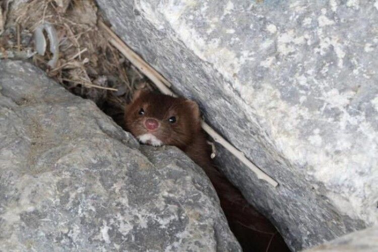 На Волині помітили хижака, який викликає нудоту у «ворогів»