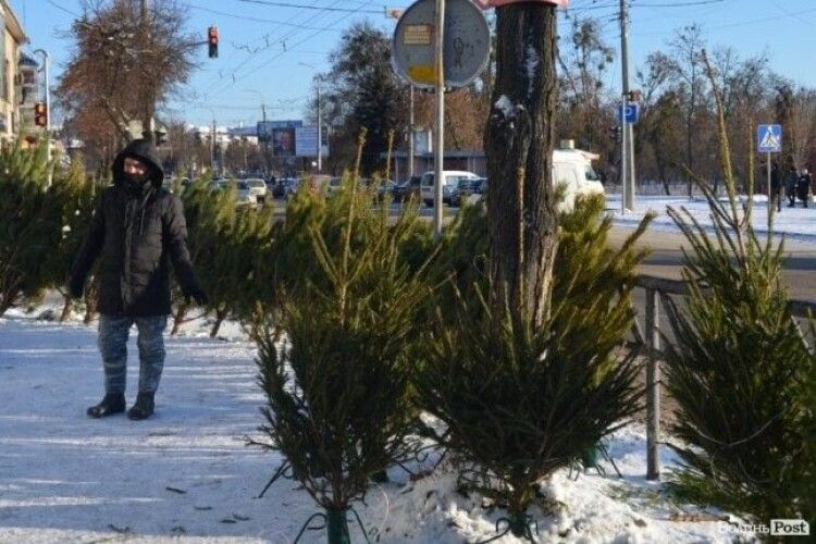 Скільки в Луцьку вартують новорічні деревця