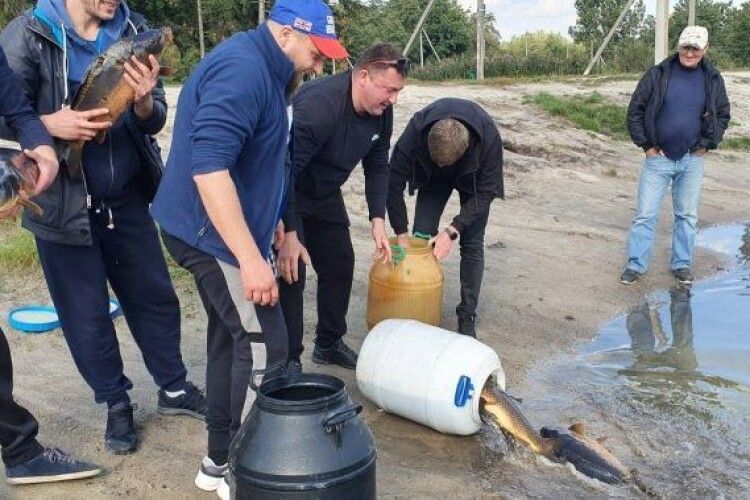 У волинське озеро випустили трикілограмових коропів 