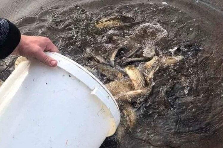 У волинське озеро випустили понад пів тонни коропів та амурів (Фото)