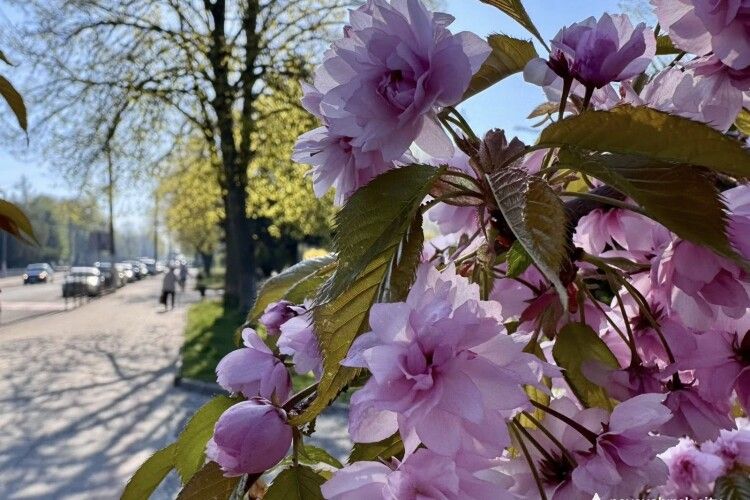 У Нововолинську розквітають сакури та мигдаль (Фото)
