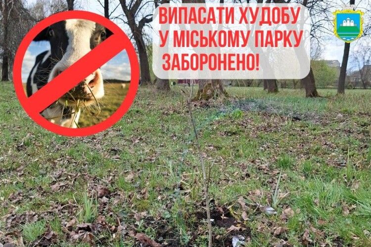 Священне місце чи пасовище: у громаді на Волині корови нищать Алею пам'яті Героїв