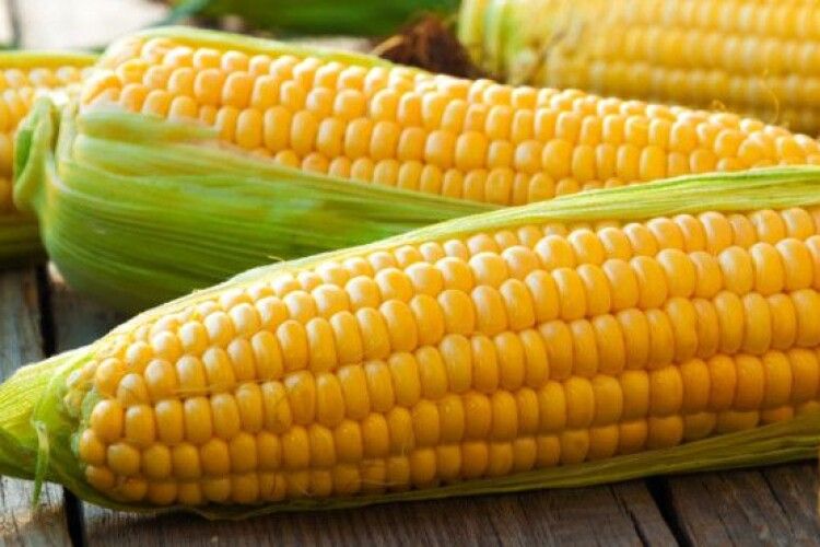 Волинь вибилася в лідери за врожайністю кукурудзи
