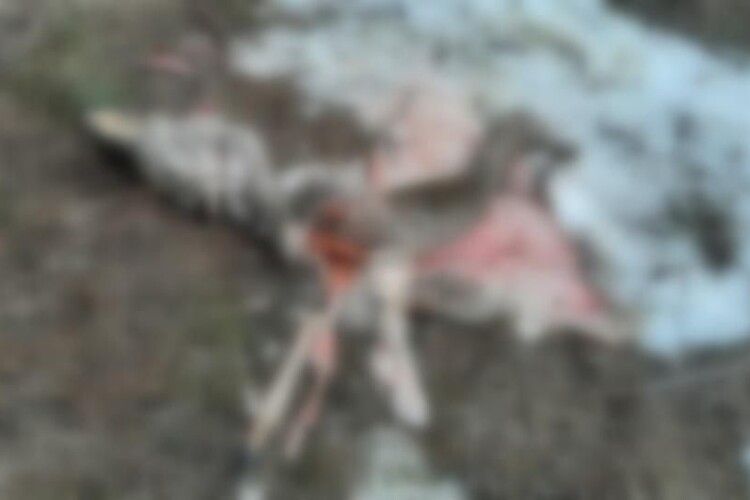 На території нацпарку браконьєри застрелили двох косуль, ймовірно вагітних