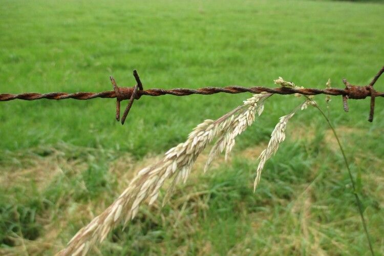 На Волині від недобросовісного орендаря вимагають повернути громаді ділянку вартістю понад 60 мільйонів гривень