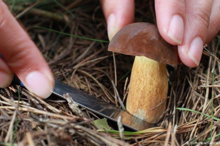 У районі на Волині знайшли гриби з радіацією