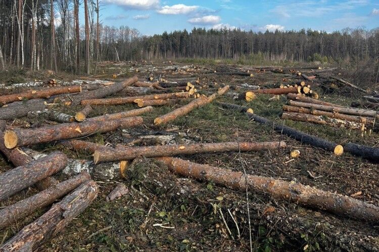 Ліс «поза касою»: на Волині виявили незаконну порубку дерев