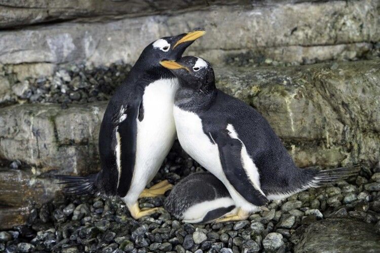 Пара пінгвіних-лесбійок висиділа пінгвіненя (Відео)
