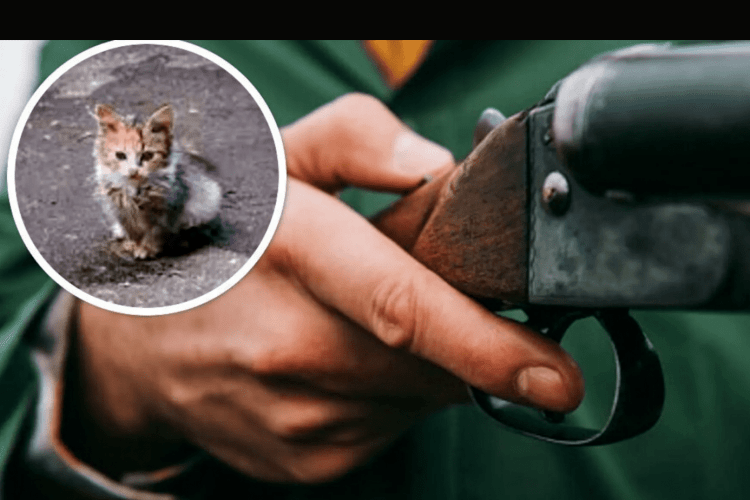 На Рівненщині засудили чоловіка, який застрелив кота сусідки