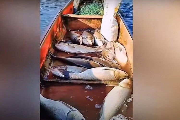 Легкий улов: на поверхню озера спливли тисячі сп’янілих риб (Відео)