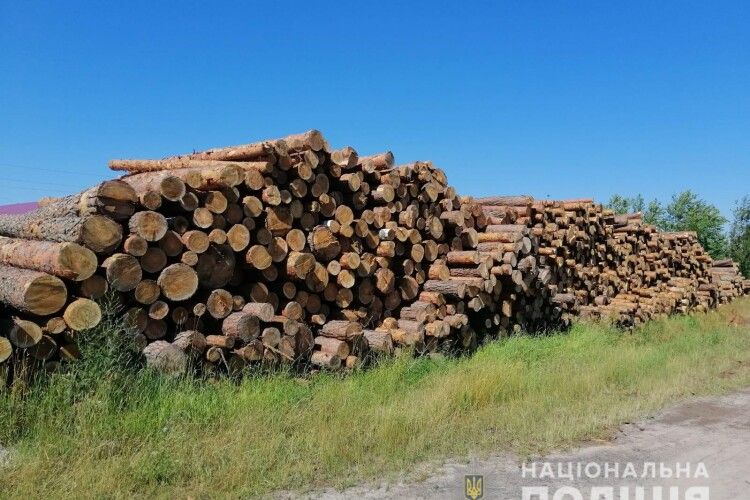 Скільки лісу накрали: на Волині вилучили сотні кубів незаконної деревини (Фото)