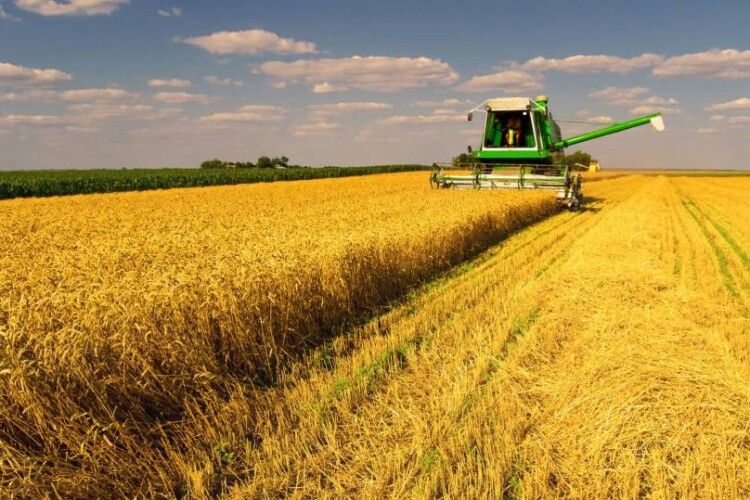 Волинські аграрії намолотили понад пів мільйона тонн ранніх зернових