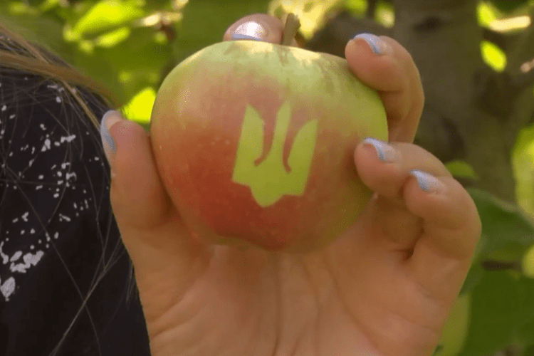 На Вінниччині виростили яблука з тризубом (Відео)