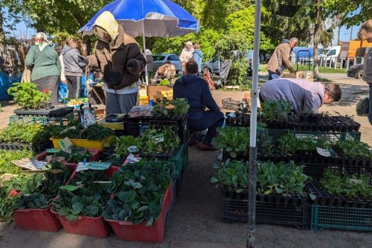 Розсада під загрозою: як продавці і покупці на Волині борються з холодною весною