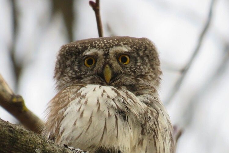 Біля села Волошки на Рівненщині вдалося клацнути із фоторушниці двох сичиків-горобців (Фото)