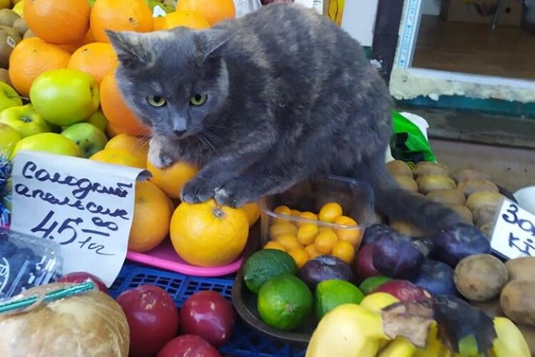 У Луцьку бездомна кішка уявила себе апельсинкою (фото)