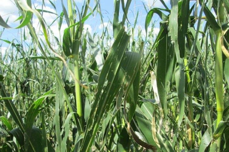 Град наробив біди у Турійському районі