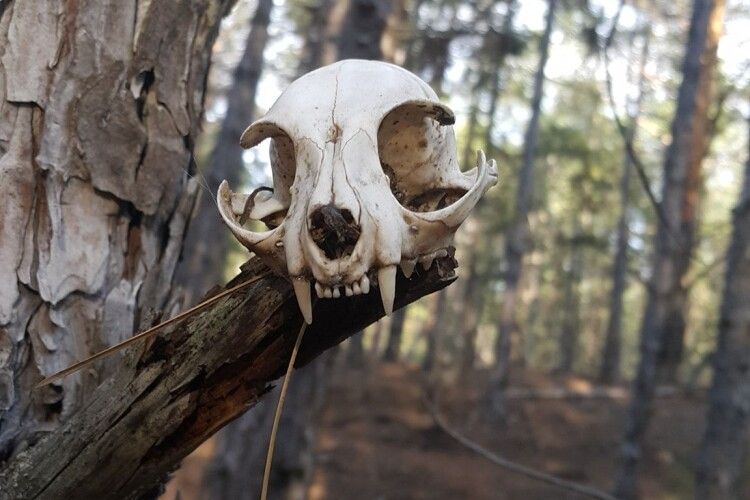 Чоловік знайшов у дрімучому лісі череп невідомої істоти (Фото)