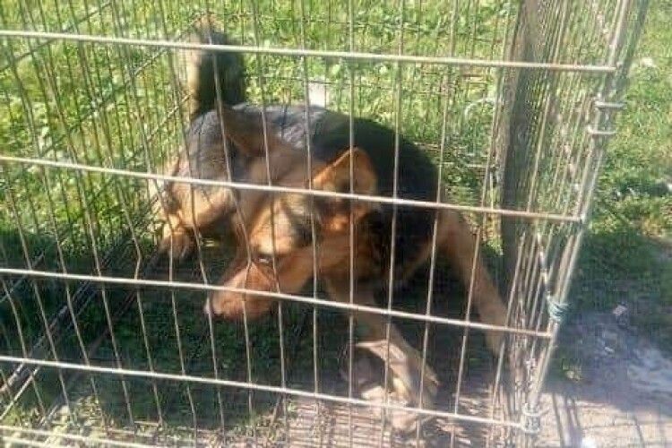 Лучанин встановлює капкани на безпритульних псів (фото)