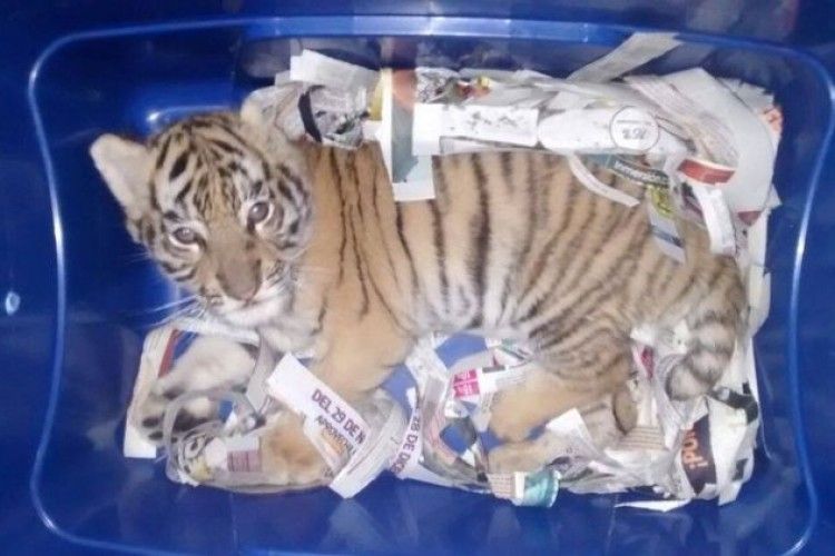 У Мексиці живе тигреня намагалися відправити поштою