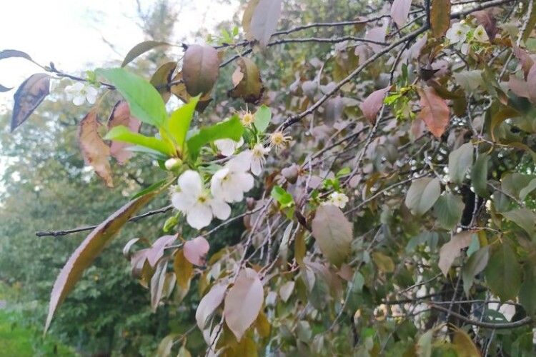 У Луцьку зацвіла вишня (Фото)