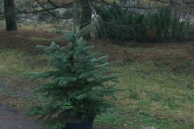 Понад 70 тисяч ялинок планують реалізувати лісівники Волині